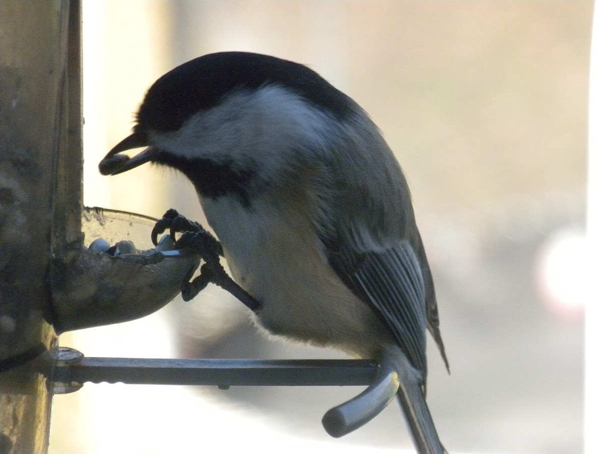 Black-capped Chickadee