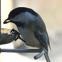 Black-capped Chickadee