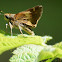 Umber Skipper