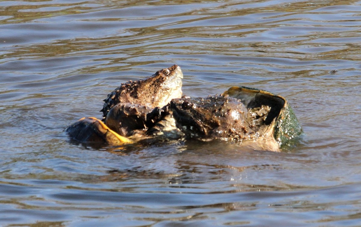 Common Snapping Turtle