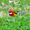 Eastern Rosella