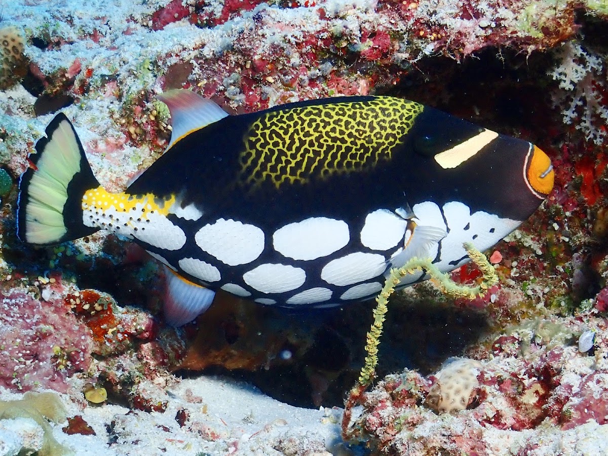 Clown Triggerfish