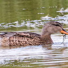 Gadwall