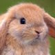 Funny Rabbits HD Wallpapers Theme