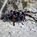 Costa Rican Orange Kneed Tarantula