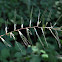 Bottlebrush Grass