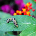 monarch caterpillar