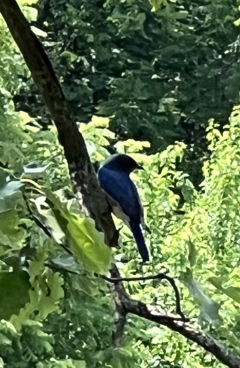 Eastern bluebird