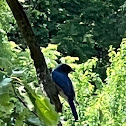 Eastern bluebird