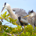 Great Blue Heron