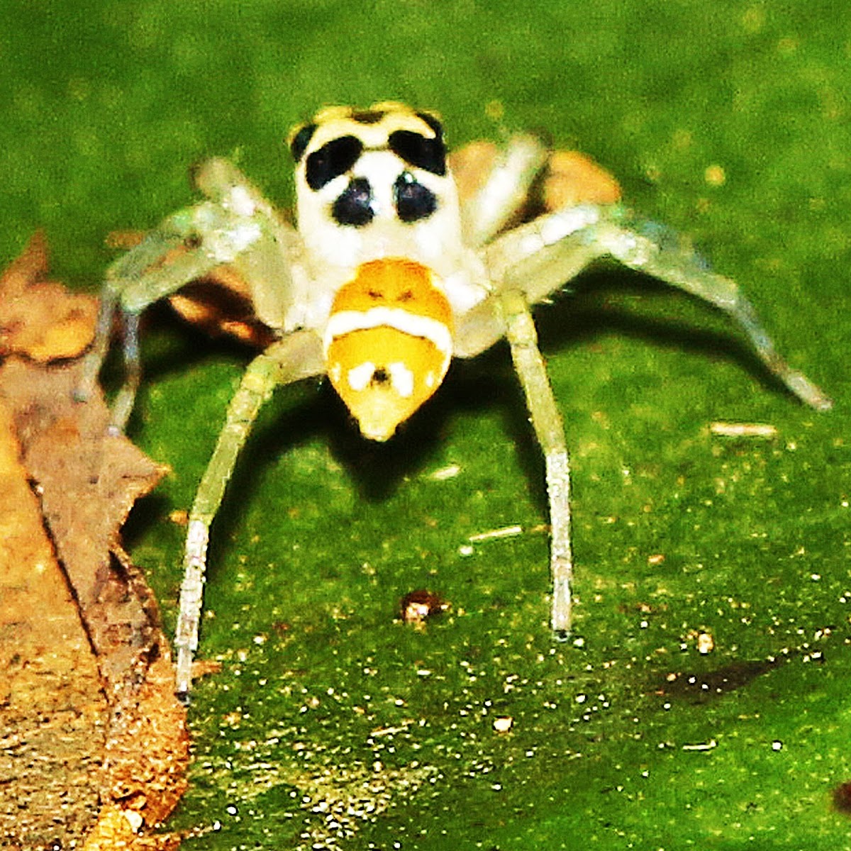 Jumping Spider