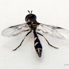 Syrphid fly