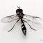 Syrphid fly