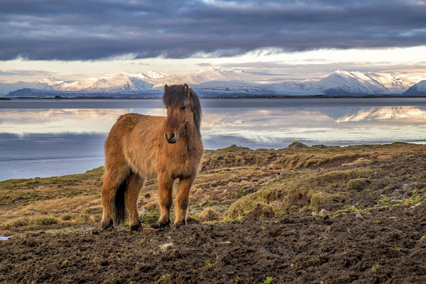 AMERICA - HORSE WITH NO NAME di Stiscio