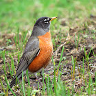 American Robin