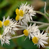 Woolly Pearly Everlasting