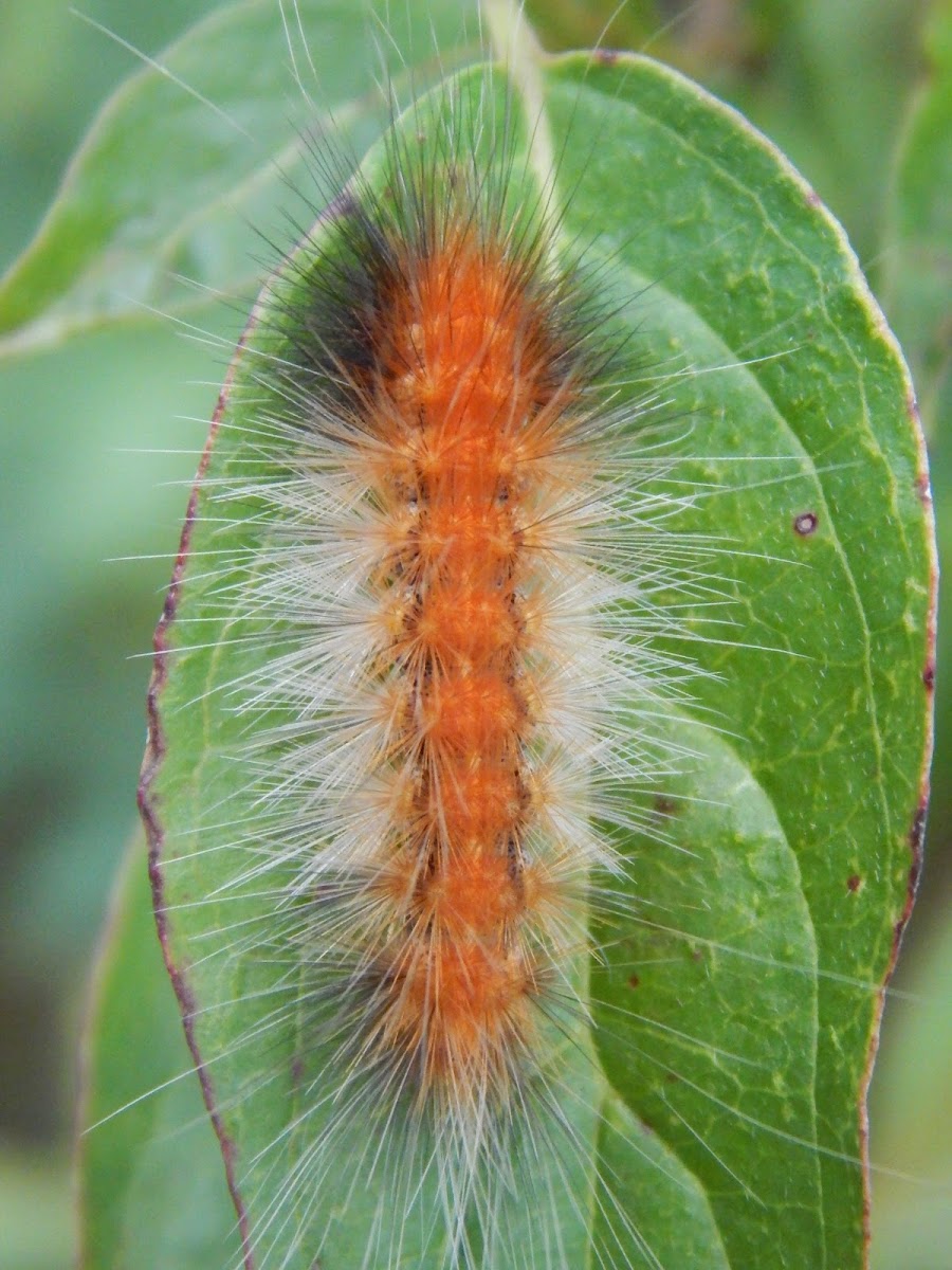 Tiger Moth Caterpillar