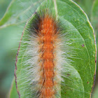 Tiger Moth Caterpillar