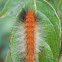 Tiger Moth Caterpillar