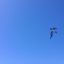 Yellow-footed booby?