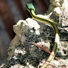 Mexican Parrot Snake