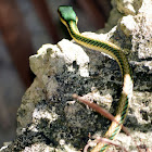 Mexican Parrot Snake