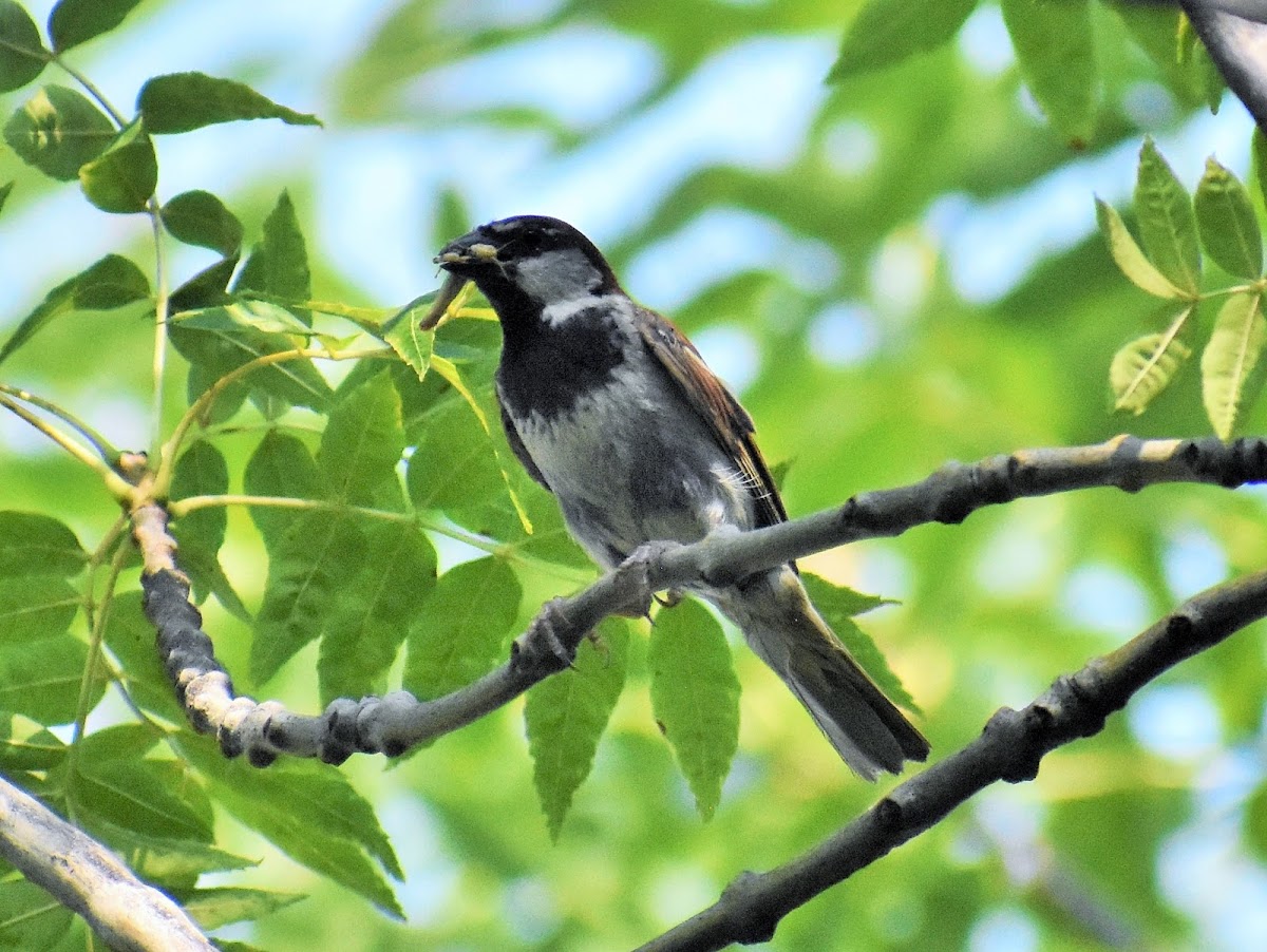 House sparrow (male)