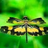 Common picture wing Female.