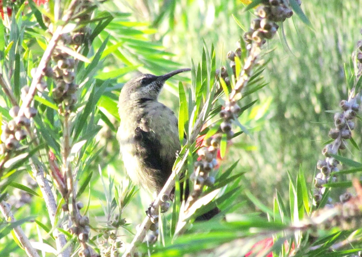 Takazze Sunbird