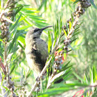 Takazze Sunbird