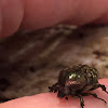 Dark Flower Scarab, Spangled Flower Beetle