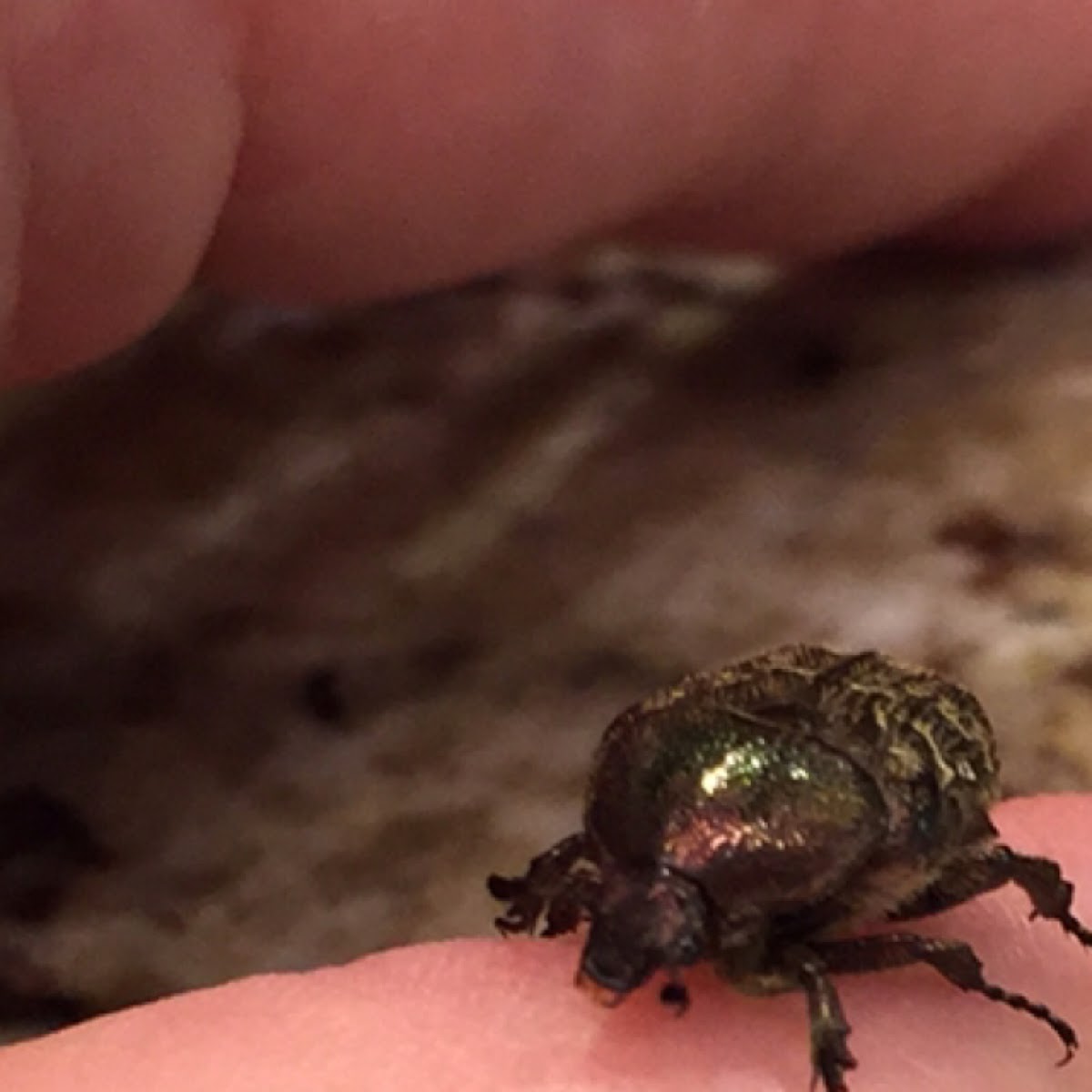 Dark Flower Scarab, Spangled Flower Beetle