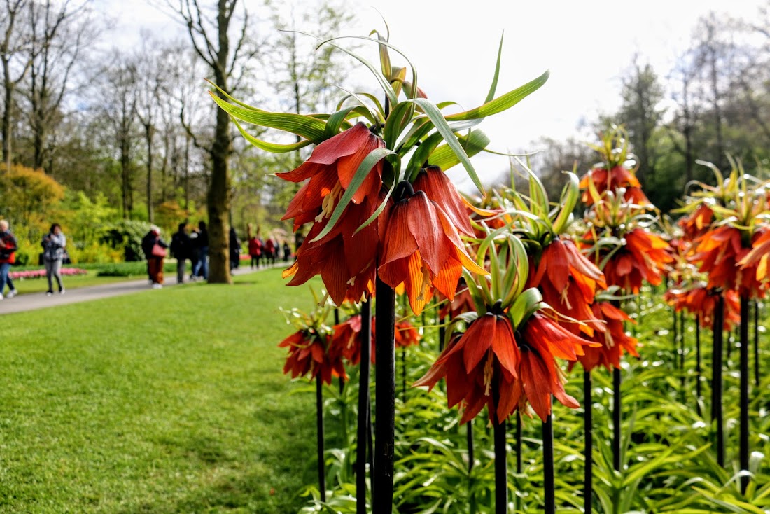 Парк Keukenhof, Ouddorp и Rotterdam "на закуску" - апрель 2017