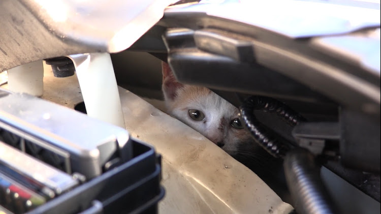 Security guards and paramedics dismantling a car to save a kitten named Moon who had become lodged in the engine bay.