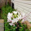 Spiny Spider Flower