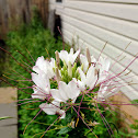 Spiny Spider Flower