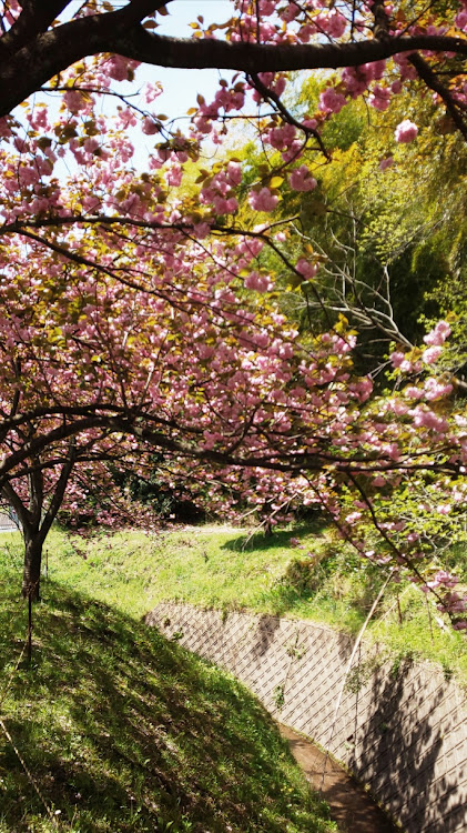 スイフトスポーツの平日休みドライブ・今日はいいお天気😊・八重桜見頃🌸・健康診断行ってきたに関するカスタム事例の投稿画像10枚目