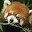 Red Panda New Tab & Wallpapers Collection