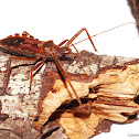 Assassin Bug