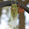 Cicada