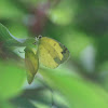 Common Grass Yellow