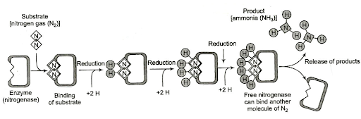 Nitrogen Nutrition in Plants