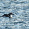 Common loon