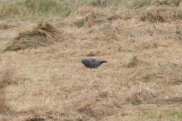 Feral pigeon