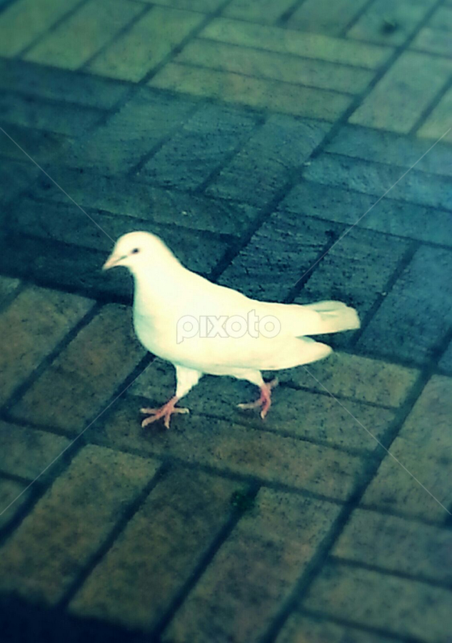 Petite Albino Teen - Albino Pigeon | Birds | Animals | Pixoto