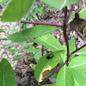 Dogbane Beetle