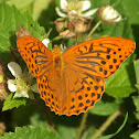 Silver-washed fritillary