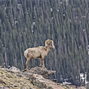 Big Horn Sheep