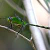 Great Pondhawk