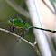 Great Pondhawk